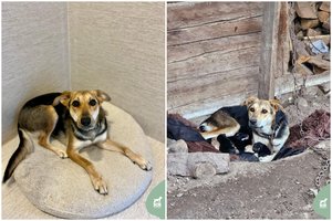 Duobėje prie būdos mama tapusi jauna kalytė prašo pakeisti jos gyvenimą