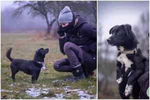 Pasivaikščiojimus ir žmogaus dėmesį dievinantis jaunas šuo laukia išrinktųjų