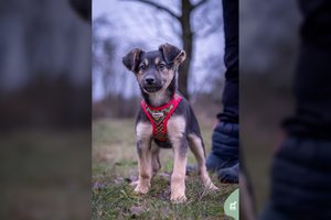 Išdykusi mažylė ieško namų: įspėja dėl dydžio