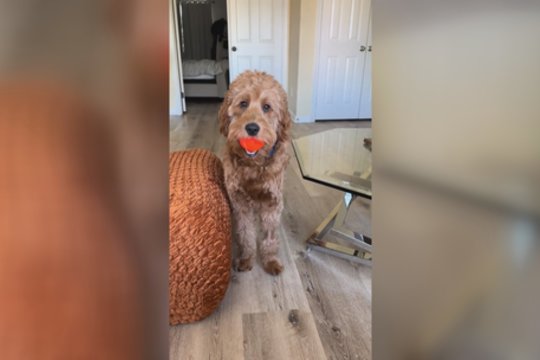 Su tokiu žaislu susidurti dar neteko: augintinio elgesys sukels juoką