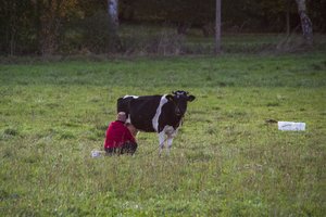 Pieno supirkimo kaina Lietuvoje pramušė lubas: pasiektas visų laikų rekordas
