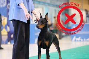 Primena apie įsigaliojusį draudimą dėl augintinių: bauda siekia iki 2000 eurų