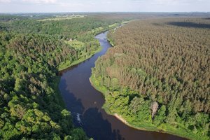 Pavojingos, bet svarbios: paaiškino, kas yra ypatingu grožiu pasižyminčios rėvos