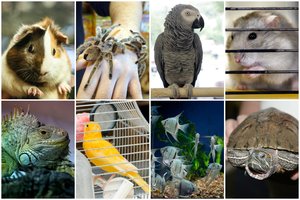 Koks augintinis puikiai tinka jūsų Zodiako ženklui? Kiekvienam – skirtingas