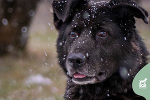 Prie pažintinio tako rasto šuns savininkai dingo kaip į vandenį: stiprus šuo laukia naujo šanso
