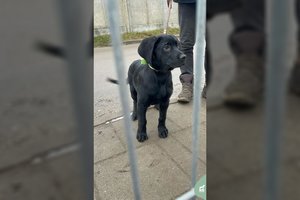 Padovanotas šuniukas virto našta į užsienį išvykstantiems šeimininkams: įspėja dėl dydžio ir manierų