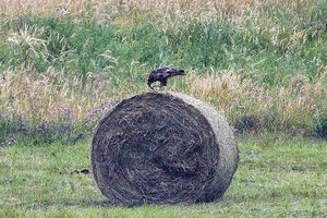 Paukščių sergėtojai piestu stoja prieš naujoves