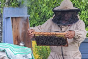 Niūros nuotaikos aplankė Lietuvos bitininkus: vis daugiau jų atsisako šio pašaukimo