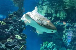 Rykliai yra senesni už dinozaurus bei medžius – ir štai kodėl jiems pasisekė taip ilgai išlikti