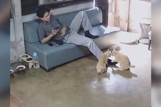 Su tokiais keturkojais atsikvėpti nepavyks: išbandė šeimininko nervus