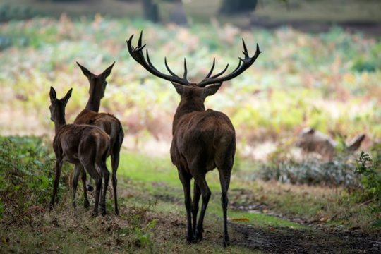 Tauriojo elnio jauniklį itin žiauriu būdu sumedžiojęs brakonierius jį darinėjo tiesiog miške