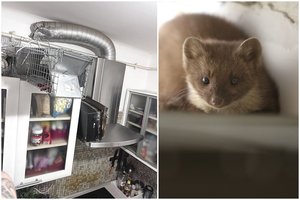 Ne iškart patikėjo sužinojusi, kas naktį įsibrauna į namus: „Atrodo, kad šie žvėreliai protingesni ir gudresni už mus“