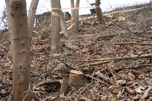 Dėl Kauno centre iškirstų medžių – ir policijos vizitas: pagalbos prašė ir medkirčiai, ir gyventojai