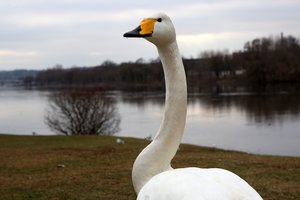 Pranešimų apie sužeistus paukščius – daugybė, tačiau pasitvirtina vos keli: paaiškino, kaip atpažinti sužeistą sparnuotį