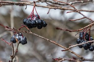 Lietuvoje registruotas dar vienas šilumos rekordas: oras Kybartuose šilo iki 9,8 laipsnio