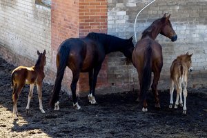 „Lietuvos žirgyną“ drebina skandalas: skelbia, kad ministerija spaudžia atleisti vadovę F. Kelmickaitę