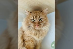 Jaunas įspūdingos išvaizdos ir dydžio katinas ieško namų, kuriuose galėtų atsiskleisti visu grožiu