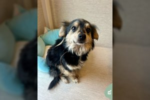 Nuo sunkios grandinės išlaisvinta Pelenė prašo dar vieno stebuklo