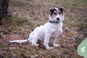 6 mėn. Vaiduoklis vis dar neranda savo žmogaus: prašo neleisti jam užaugti prieglaudoje