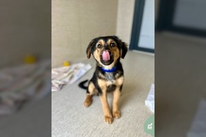 Žaismingas 4 mėn. mažylis trokšta namų: „Nulis bėdų su šiuo pipiru“