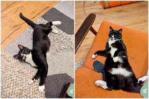 Sunkiai sirgęs mažylis pasveiko ir laukia mylinčios širdies: virto tobulu katinu