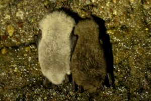 Aukštųjų Panerių tunelyje suskaičiuoti žiemojantys šikšnosparniai: tarp jų – ir ypatingas šikšnosparnis leukistas