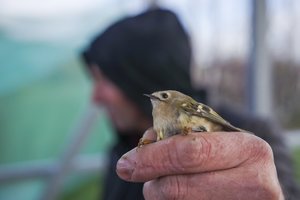 Tikras pavasaris: pamario pievose jau klykauja tūkstančiai sparnuočių