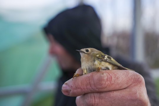 Tikras pavasaris: pamario pievose jau klykauja tūkstančiai sparnuočių