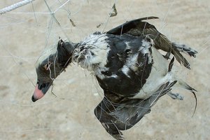 Po daugybės pajūryje kritusių paukščių – specialistų priminimas