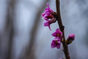 Džiaugtis pražydusiais augalais reiktų atsargiai – žiedus jau išskleidė ir kone nuodingiausias krūmas Lietuvoje