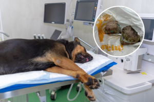 Košmaras Klaipėdoje – nuodija keturkojus: įspėja ir šunų, ir kačių savininkus