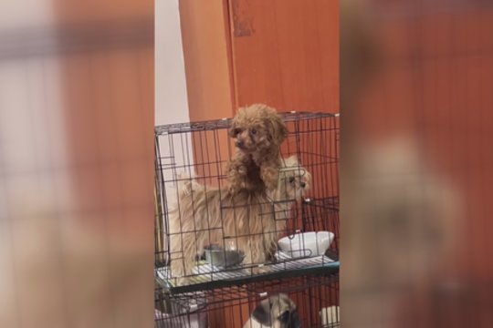 Buvimas narve augintiniui prilygo kančiai: greitai rado būdą, kaip išsivaduoti