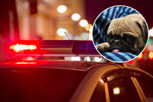 Pravėrus kelias dienas dingusios moters buto duris – sukrečiantis vaizdas: aiškėja, ką padarė išalkę mopsai