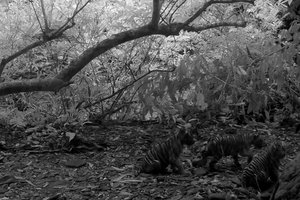 Tailando nacionaliniame parke pastebėta retos rūšies tigrų jauniklių trijulė