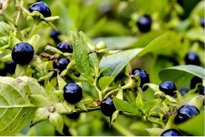 Nuo jų galite mirti: pavojingiausi žmogui augalai, kurių geriau neliesti 