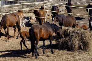 Seimo Antikorupcijos komisija aiškinsis dėl „Lietuvos žirgyno“ veiklos ir ŽŪM veiksmų teisėtumo