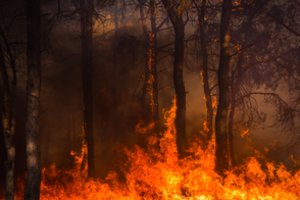 Medžių randai atskleidžia, kuo gaisrai praeityje skyrėsi nuo dabartinių