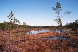 Per Pasaulinę pelkių dieną pristatomas atnaujintas Europos pelkių žemėlapis