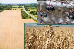 Šiltą žiemą žemės ūkio specialistai vertina nevienareikšmiškai: grėsmę gali sukelti invaziniai kenkėjai