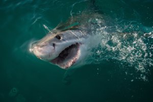 Ryklys Australijoje mirtinai sudraskė 17-metę