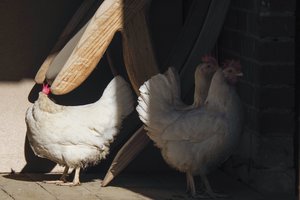 Naujausia informacija apie ūkį, kuriame užfiksuotas pavojingos ligos protrūkis: gyventojai raginami saugoti naminius paukščius