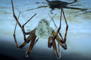 Tarsi iš siaubo filmo: Europoje užfiksavo vorus „zombius“