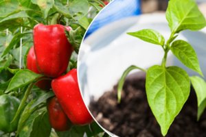 Sodininkas atskleidė, kada ir kaip sėti paprikas, kad derlius nustebintų: yra du būdai