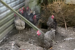 Lietuvius ragina neįvežti naminių paukščių iš šios šalies: fiksuoti kelioliką paukščių gripo protrūkių