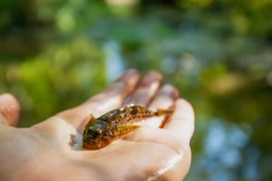 Neries rėvose gyvena ypatinga žuvis: saugoma visoje Europoje