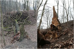 Pasvirę Kauno Ąžuolyno medžiai baugina gyventojus: „Gyvename lyg šalia tiksinčios bombos“