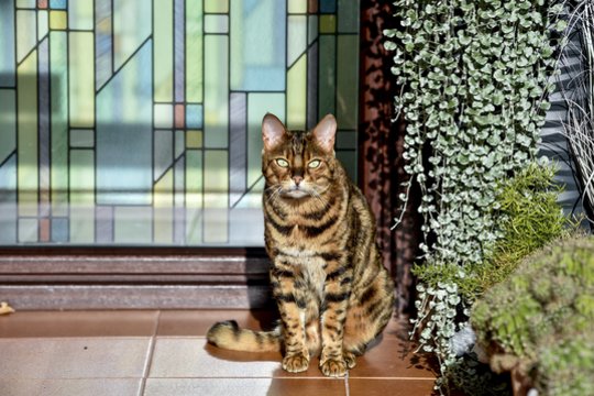 Gydytojas išgelbėjo katės gyvybę, ligoninėje atlikęs jai kompiuterinę tomografiją