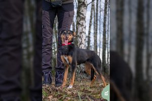 Jaunai ir jautriai šunytei ieško namų ne mieste: nuo žmogaus – nė žingsnio