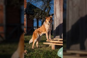 8 mėn. švelnaus būdo šunelis trokšta namų: tiems, kurie priglaus – be galo pasiseks