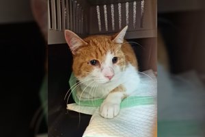 Didelės gydytojų pastangos pagelbėti katinėliui priėjo aklavietę: šaukiasi pagalbos